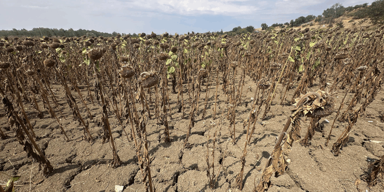 Edirne'de ayçiçeğini kuraklık vurdu