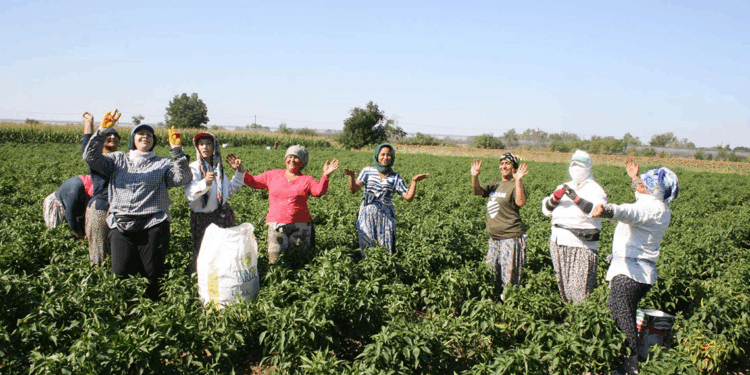 Edirne'de oyun havaları eşliğinde acı biber hasadı