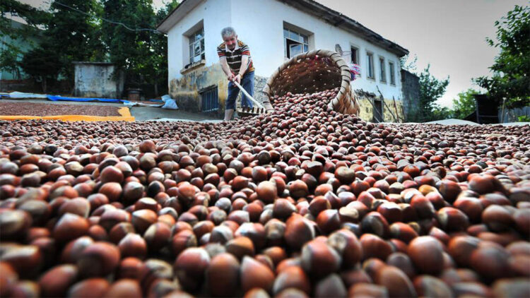 Fındık hasadında gizli tehlike; toz alerjik reaksiyonları artırıyor