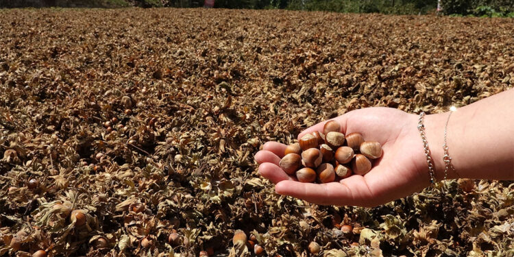Fındıkta düşük rekolteye rağmen rekor ihracat hedefi