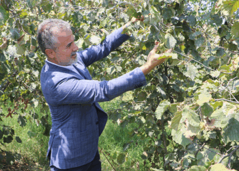 Fındığın kilosu 6 dolar ya da 250 TL üzerinde olmalıdır