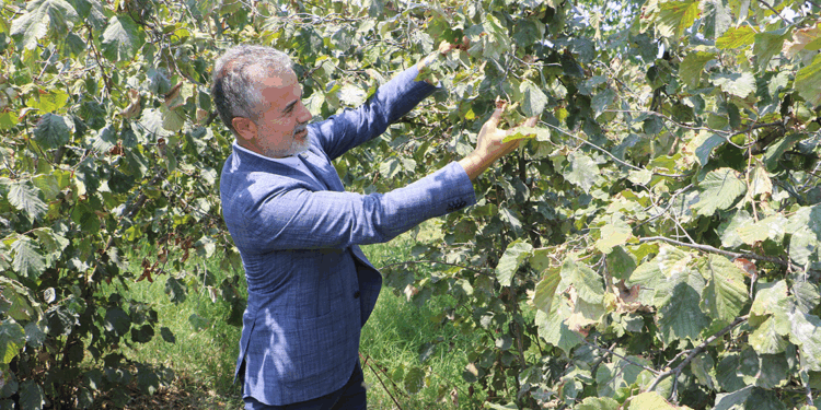 Fındığın kilosu 6 dolar ya da 250 TL üzerinde olmalıdır