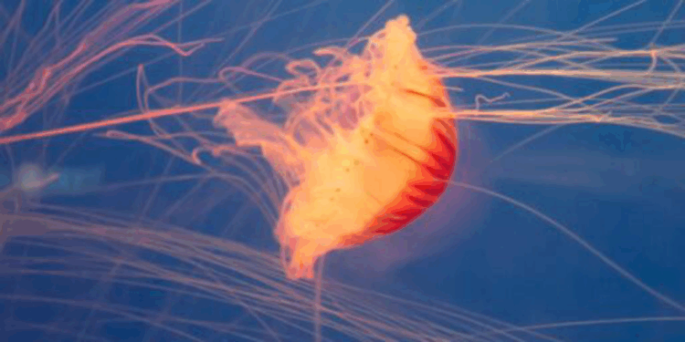 Fransa'da nükleer santralde denizanası krizi: Üretim durdu