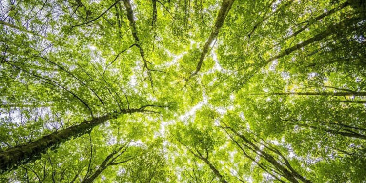 Gate TR, TEMA Vakfı aracılığıyla 15 bin fidan bağışladığını duyurdu