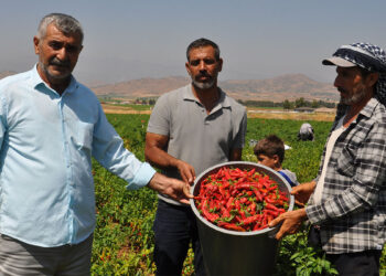 Gaziantep'te kuraklığın vurduğu biberde hasat başladı