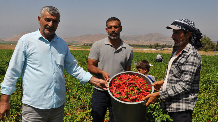 Gaziantep'te kuraklığın vurduğu biberde hasat başladı
