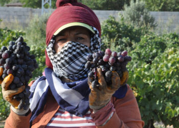 İslahiye'de üzüm hasadı rekolte kaybıyla başladı