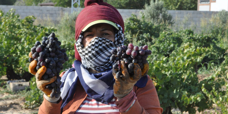 İslahiye'de üzüm hasadı rekolte kaybıyla başladı