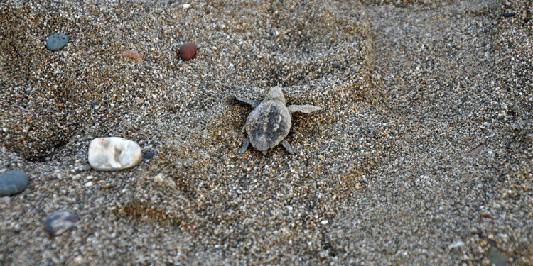 Gazipaşa'da yavru carettaların yaşam yolculuğu başladı