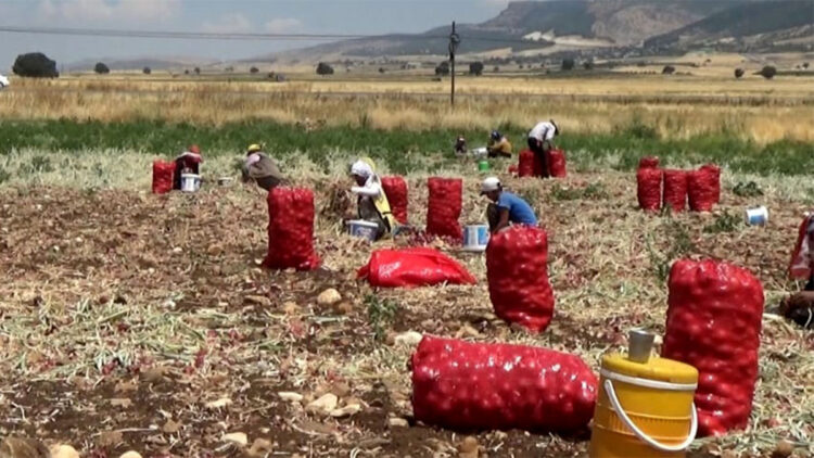 Soğan tarlada 3 lira, tezgahlarda 15 lira