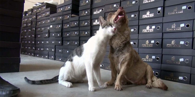 Dişi köpek sahiplerinin çöpte bulduğu kediye annelik yapıyor