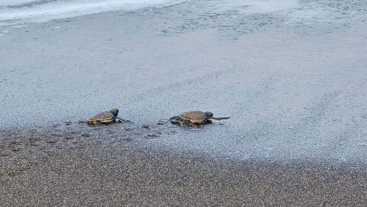 Hatay'da nesli tükenme tehlikesindeki kaplumbağalar denizle buluştu