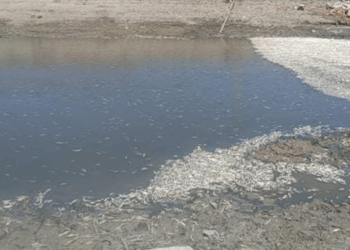 Hatay'da balık ölümleri yaşandı