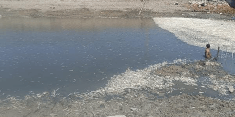 Hatay'da balık ölümleri yaşandı