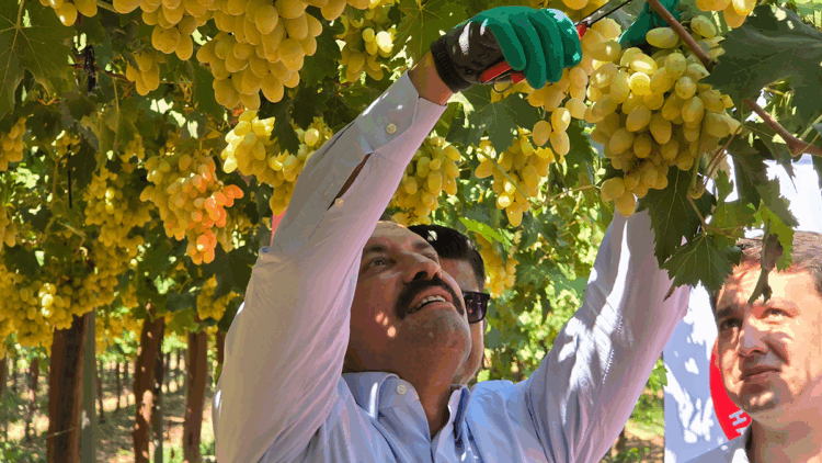 Hatay’da üzüm bağlarında hasat başladı; rekolte beklentisi 85 bin ton