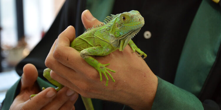 ‘İgor’ hukuk bürosunun maskotu oldu