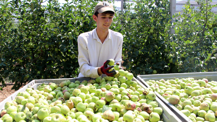 Isparta'da elmada don kaybı yüzde 30'u buldu