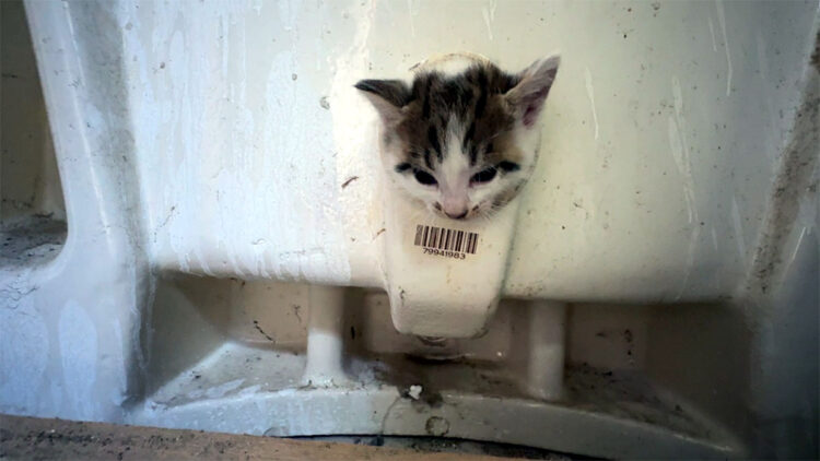 Kedinin başı lavabo deliğine sıkıştı