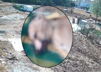 Esenyurt'ta köpek işkenceyle öldürüldü iddiası
