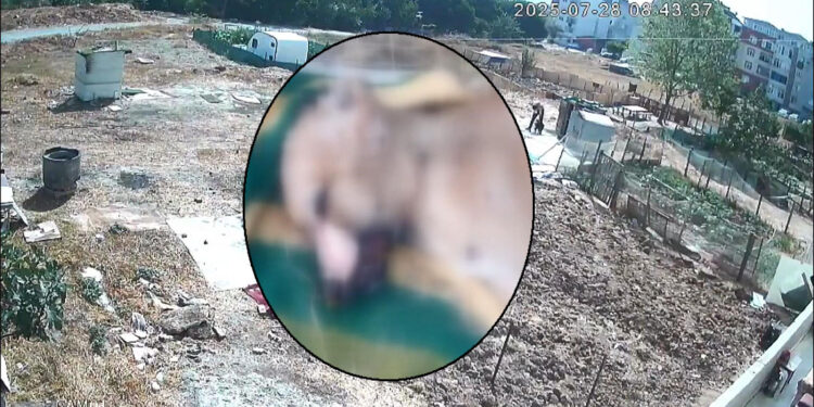 Esenyurt'ta köpek işkenceyle öldürüldü iddiası