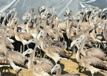 Gediz Deltası'nda 14 bin flamingo yavrusu dünyaya geldi