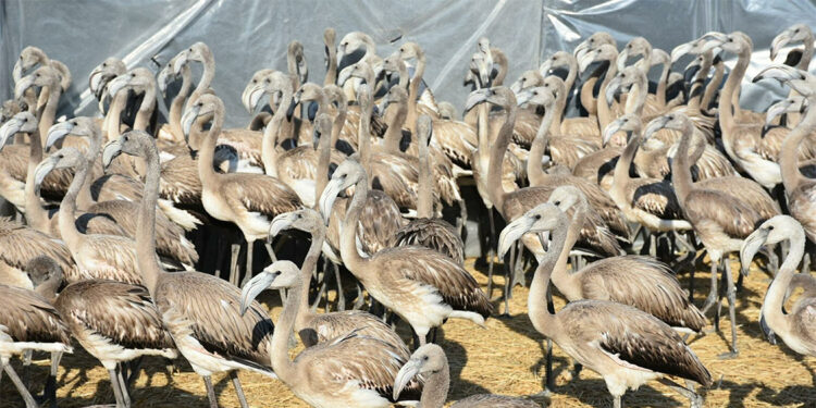 Gediz Deltası'nda 14 bin flamingo yavrusu dünyaya geldi
