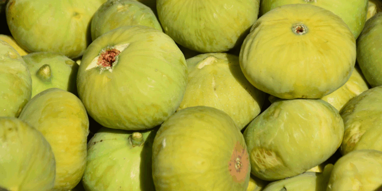 İncirde hasat başladı; kerevetlerde kurutuluyor