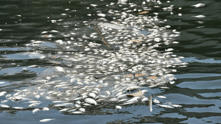 İzmir Körfezi'nde balık ölümleri arttı; kötü koku yayılıyor