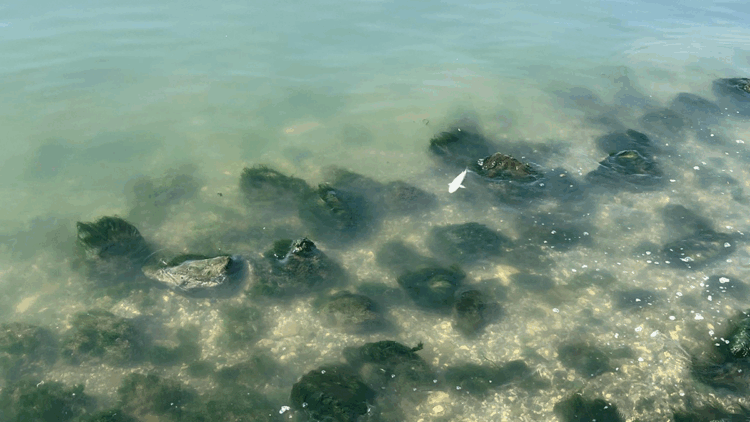 İzmir Körfezi'nde pis koku sürerken, balık ölümleri de başladı