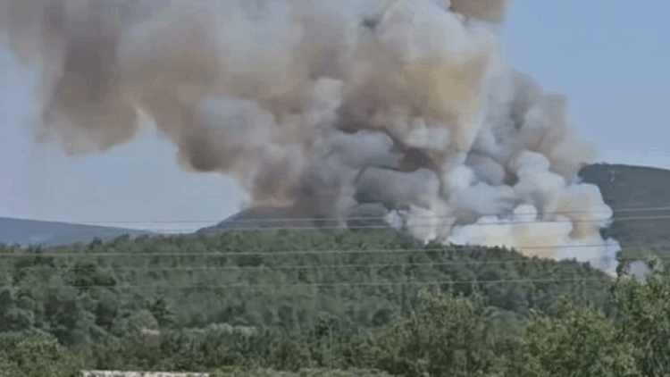 İzmir Menderes'teki ormanda yangın