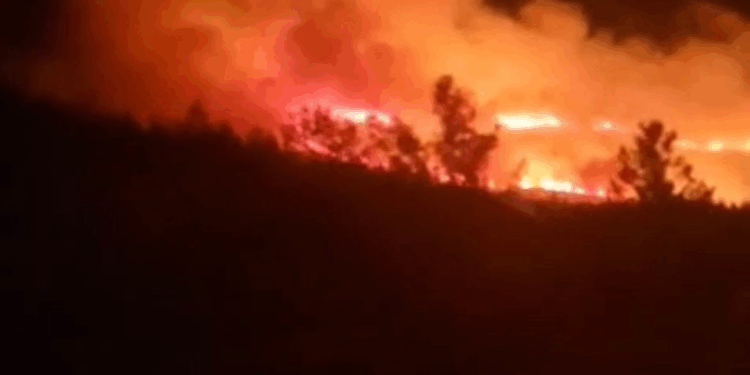 İzmir'in Urla ilçesindeki ormanda yangın çıktı