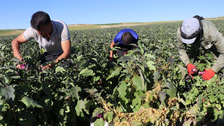 Yamula patlıcanının hasadı başladı