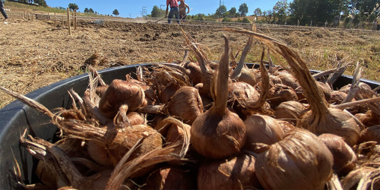 Kilosu 450 bin TL'den satılan safran toprakla buluştu