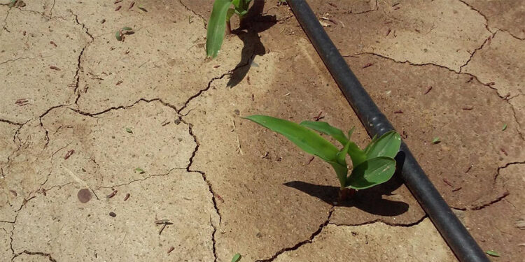 Kuraklık ve kontrolsüz su kullanımı tarımsal üretimi tehdit ediyor