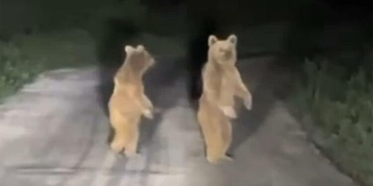 Köy yoluna inen yavru ayılar kamerada