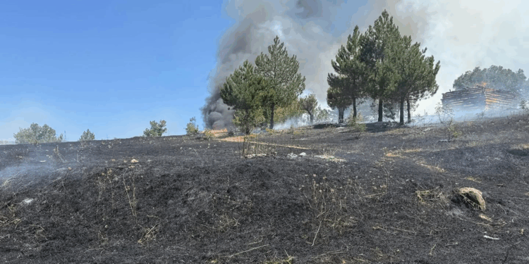 Kastamonu'da orman yangını büyümeden söndürüldü