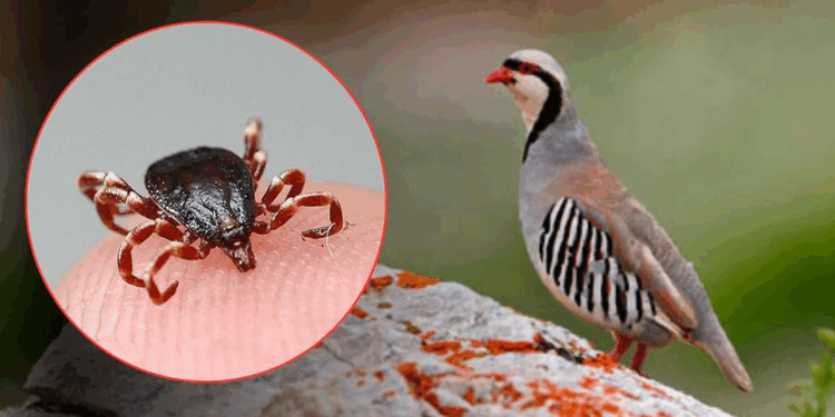 Kekliğin keneleri yediği iddiası doğru değil