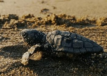 Kuşadası'nda yılın ilk caretta caretta yavruları sürpriz yuvadan çıktı