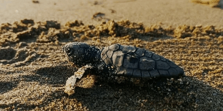 Kuşadası'nda yılın ilk caretta caretta yavruları sürpriz yuvadan çıktı
