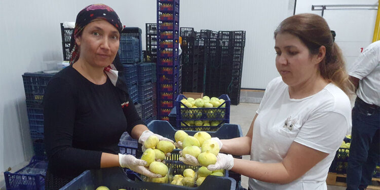 Mut beyazı inciri tanesi 20 TL'den ihraç ediliyor