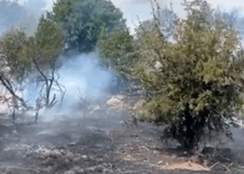 Malatya'da orman yangını çıktı