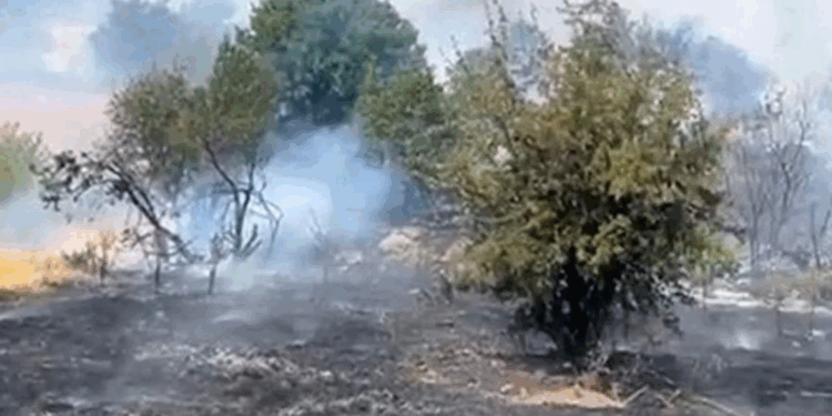 Malatya'da orman yangını çıktı