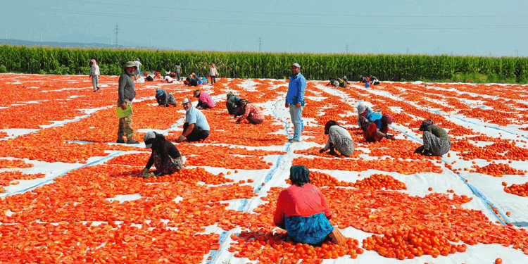 Manisa'da kurutulan domatesler, 34 ülkeye ihraç ediliyor