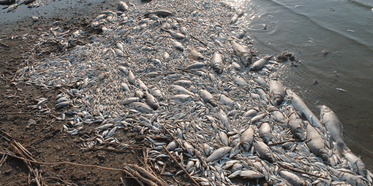 Manyas Gölü'nde ağlara ölü balıklar takıldı