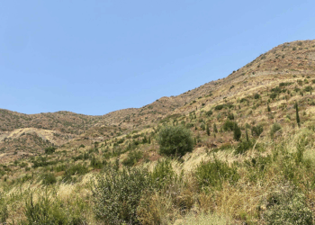 Marmaris'te yanan alanlar yeniden yeşillendi