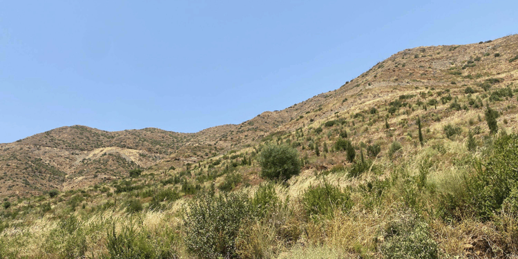 Marmaris'te yanan alanlar yeniden yeşillendi