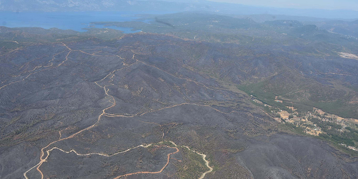Marmaris'te yanan alanlar yeniden yeşillendi