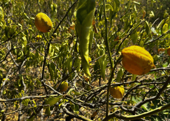 Mersin'de 1000 dönümlük limon bahçesi susuzluktan kurudu