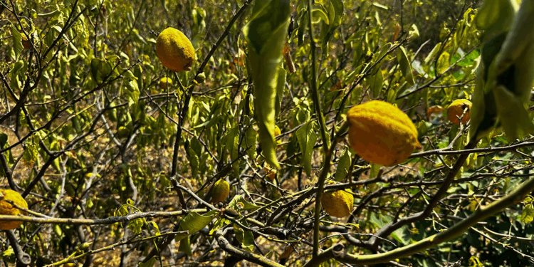 Mersin'de 1000 dönümlük limon bahçesi susuzluktan kurudu