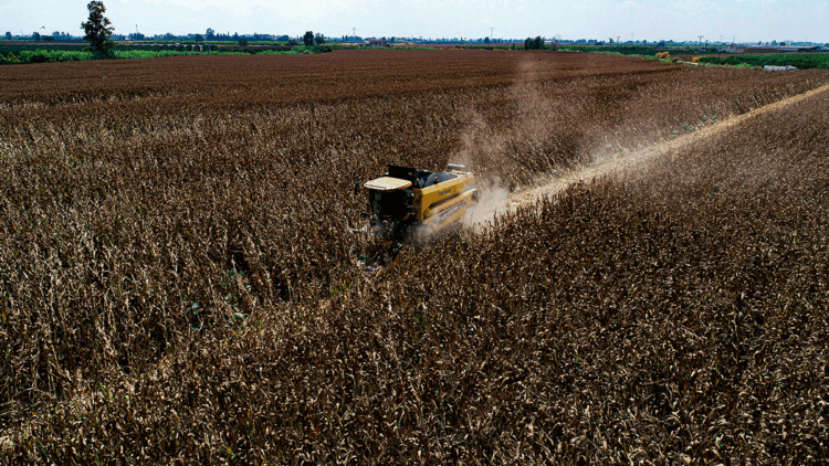 Mısır üreticisine ton başına 688 lira ek destek
